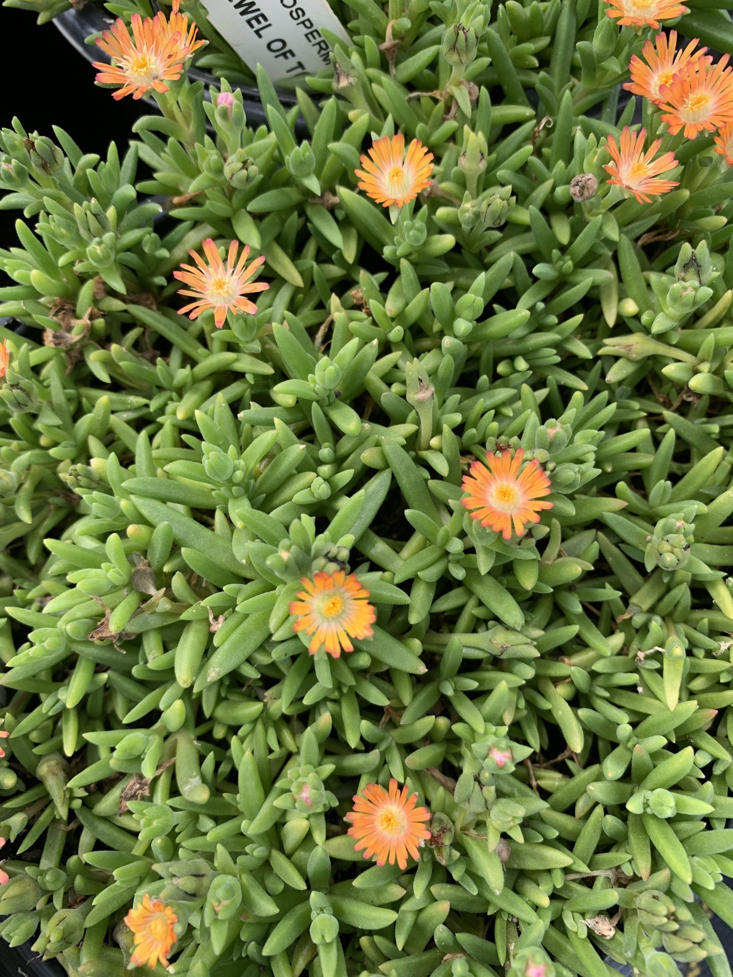 Ice Plant Jewel of Desert Topaz 1g (Delosperma 'Topaz')