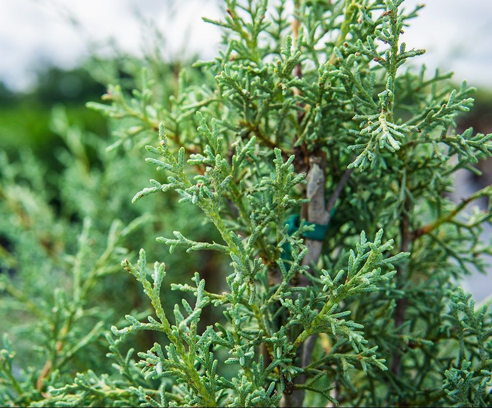 Carolina Sapphire Arizona Cypress
