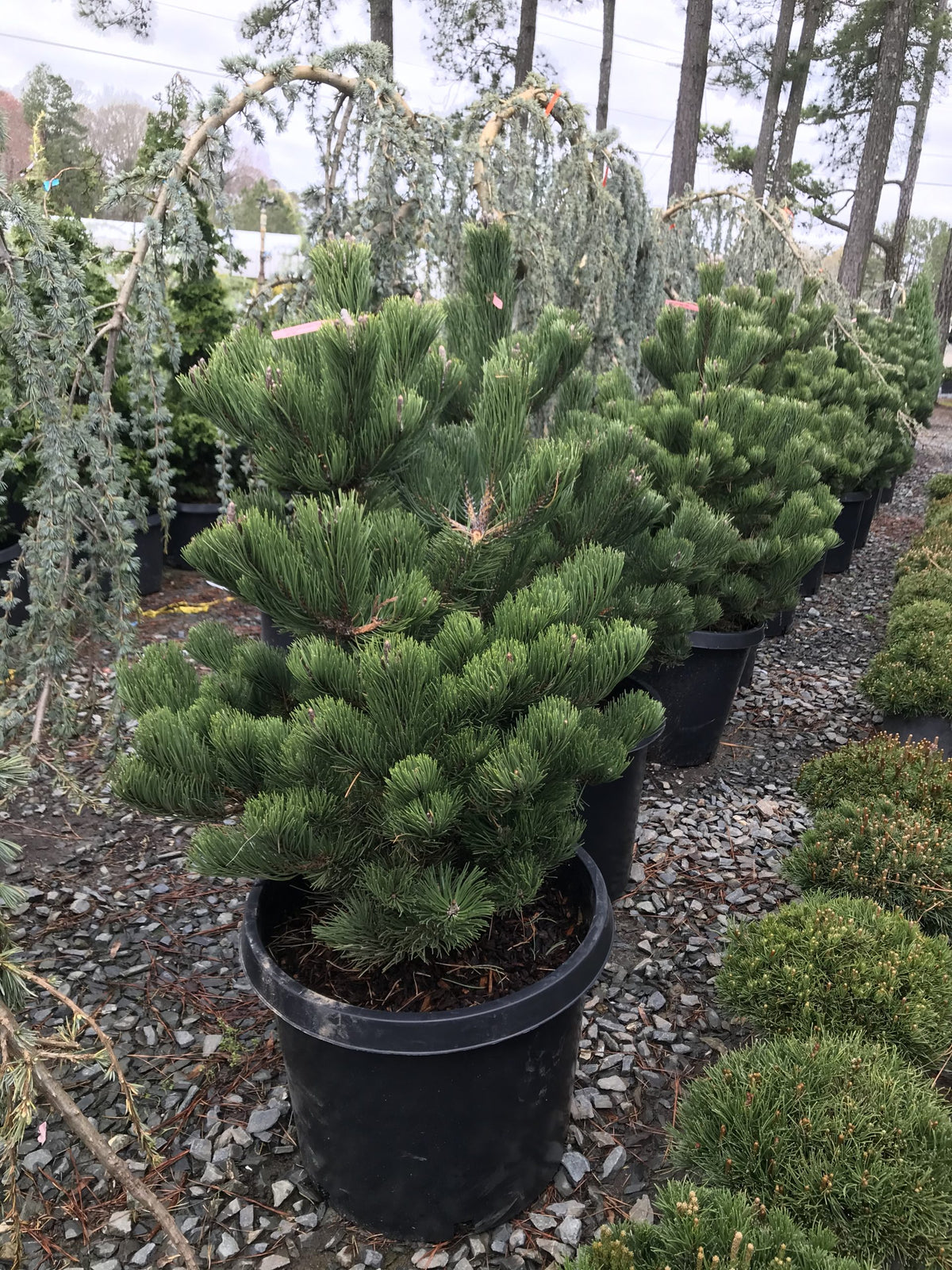 Springfield Oregon Green Pine Oregon Green Austrian (Pinus nigra 'Oregon Green') – Richardson Roots