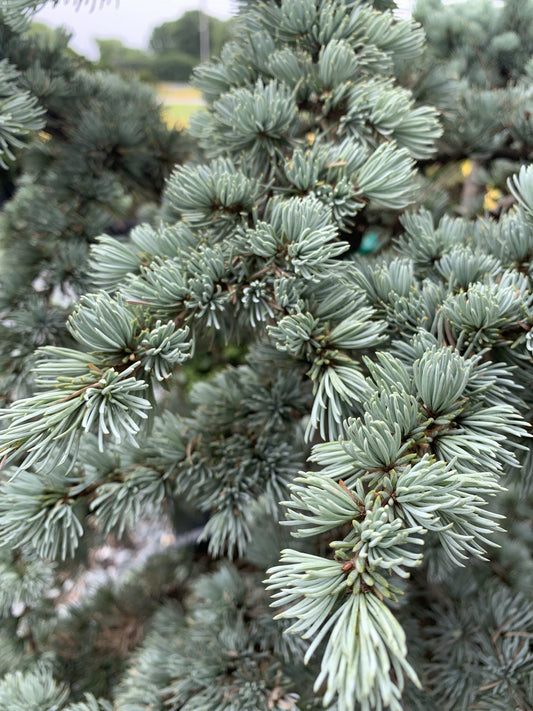 Cedar Blue Atlas 7-8' (Cedrus atlantica 'Glauca')