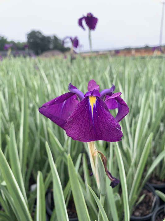Iris Japanese Variegated 2g (Iris ensata 'Variegata')