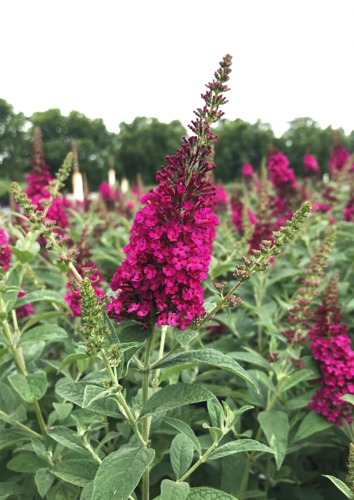 Butterfly Bush Miss Molly 3g (Buddleia x 'Miss Molly' PP2342)
