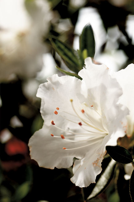 Encore Azalea Autumn Angel 3g (Rhododendron 'Robleg' PP15227)