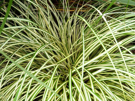 Sedge Evergold 1g (Carex oshimensis 'Evergold')