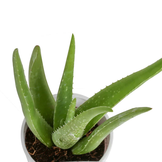 Aloe Vera Plant 4" Pot