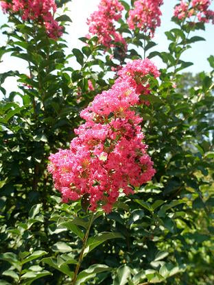 Lagerstroemia indica x fauriei 'Tuscarora' Tuscarora Crape Myrtle