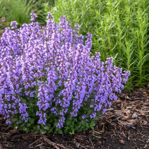 Catmint Cats Pajamas 1g (Nepeta 'Cat's Pajamas' PPAF)