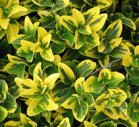 Euonymus Golden 3g (Euonymus japonicus 'Aureo-marginatus')
