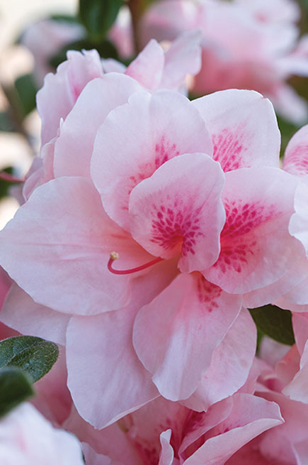 Encore® Azalea – Autumn Chiffon™ 3g (Rhododendron 'Robled' PP15862)