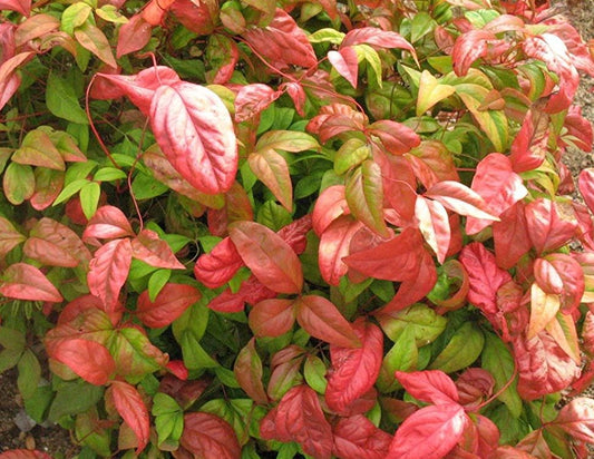 Nandina – Firepower 3g (Nandina domestica 'Firepower')