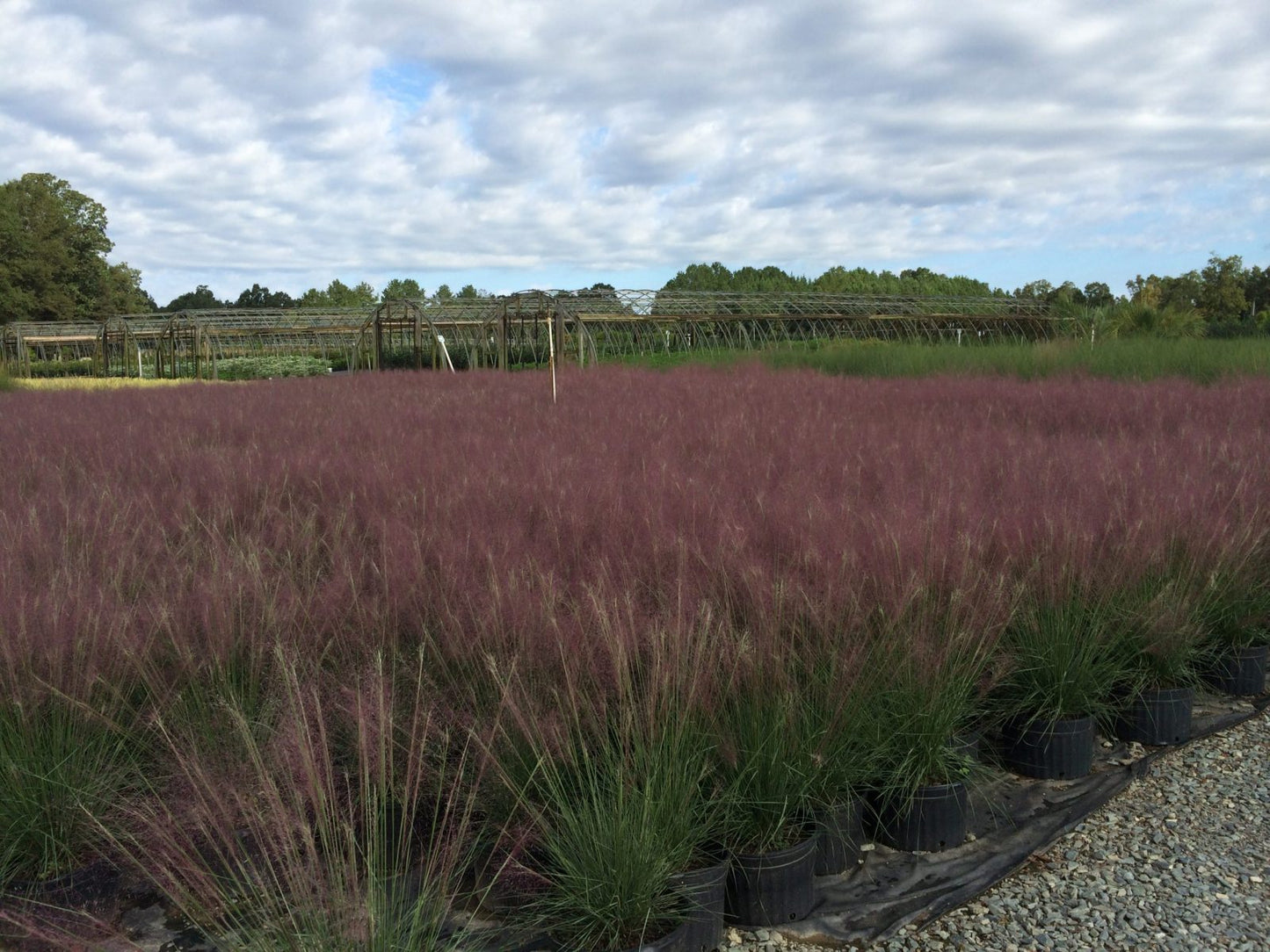 Muhly Pink (Muhlenbergia capillaris)