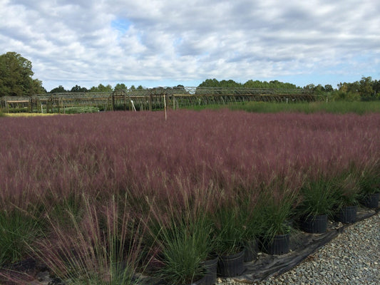 Muhly Pink (Muhlenbergia capillaris)