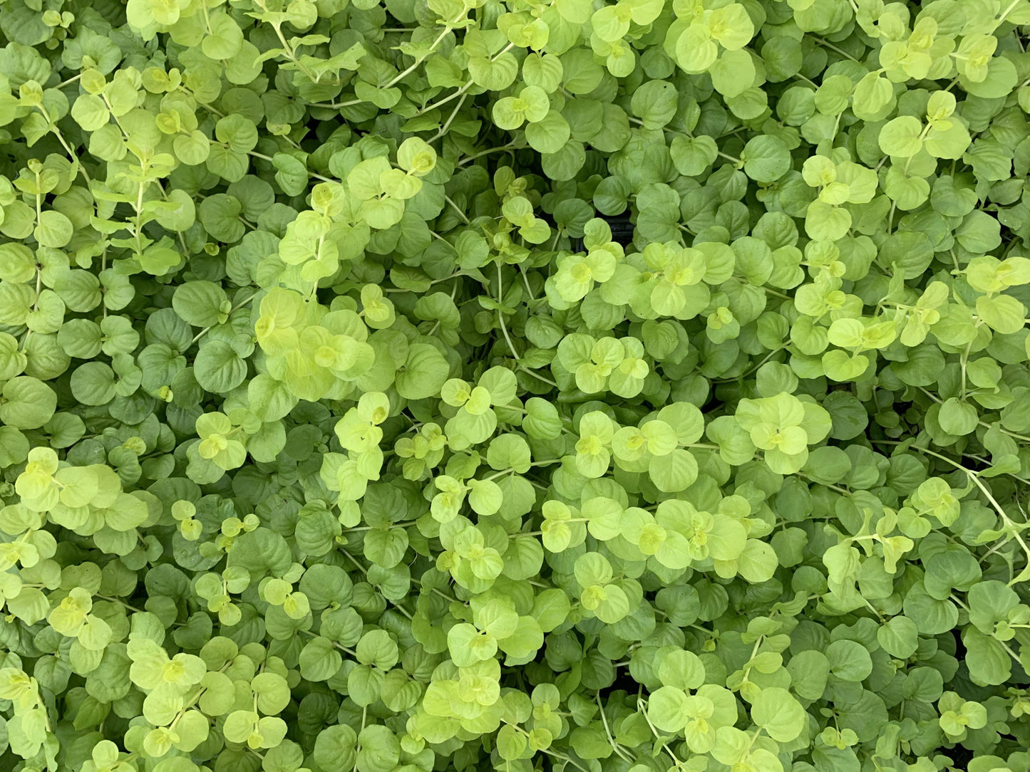 Creeping Jenny Golden 1801 Flat (Lysimachia nummularia 'Aurea')