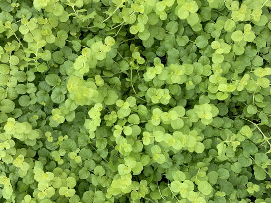 Creeping Jenny Golden 1801 Flat (Lysimachia nummularia 'Aurea')