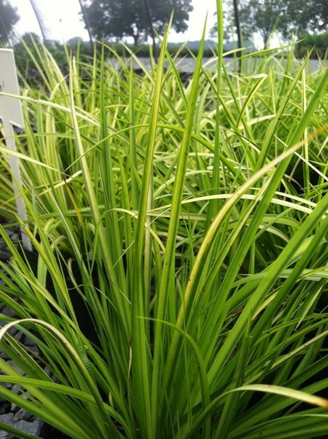 Sweet Flag Golden 1g (Acorus gramineus 'Ogon')