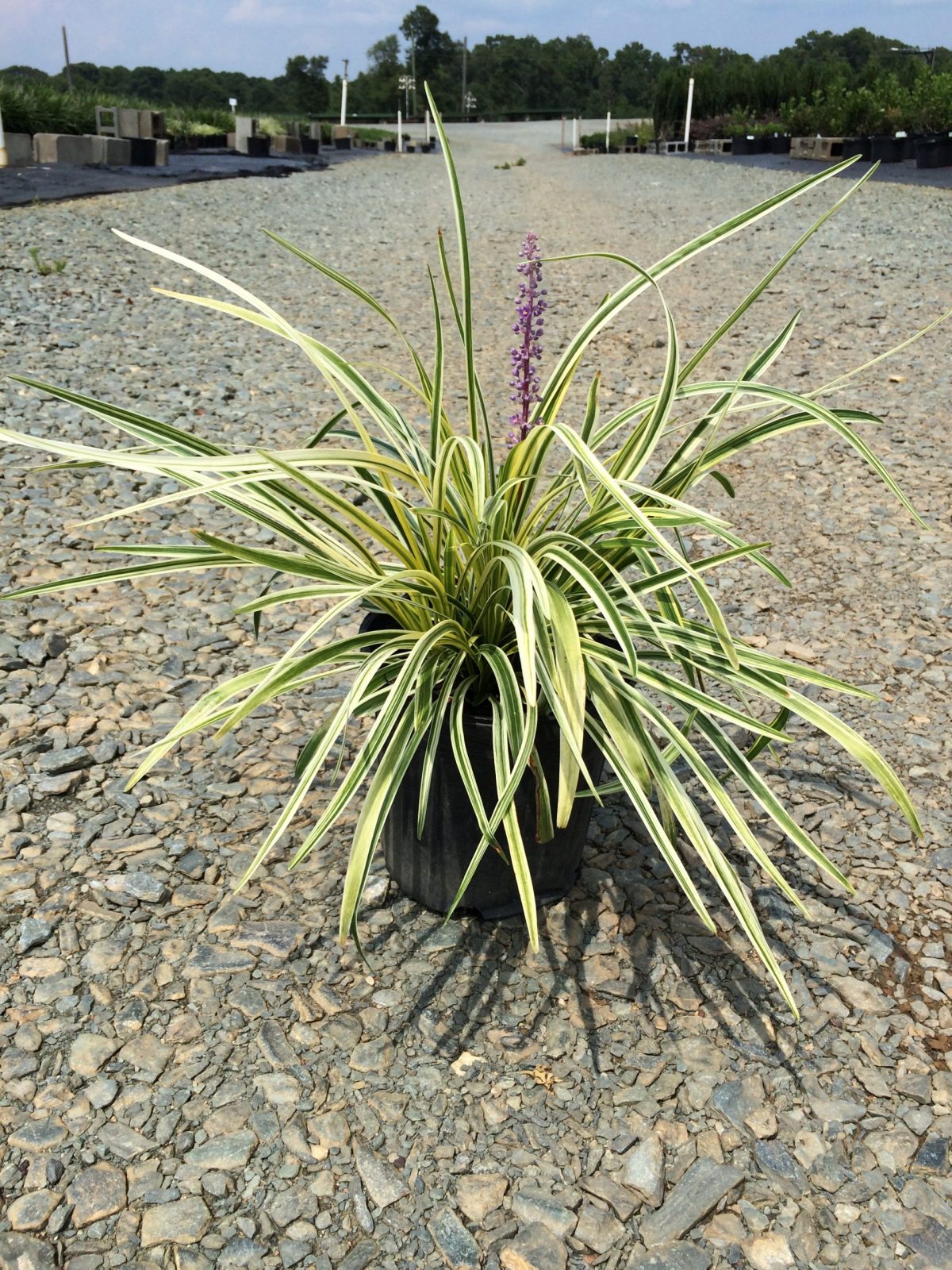 Lilyturf – Silvery Sunproof 1g (Liriope muscari 'Silvery Sunproof')