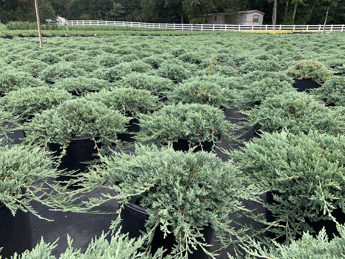 Juniper Blue Rug 3g  (Juniperus horizontalis 'Blue Rug')