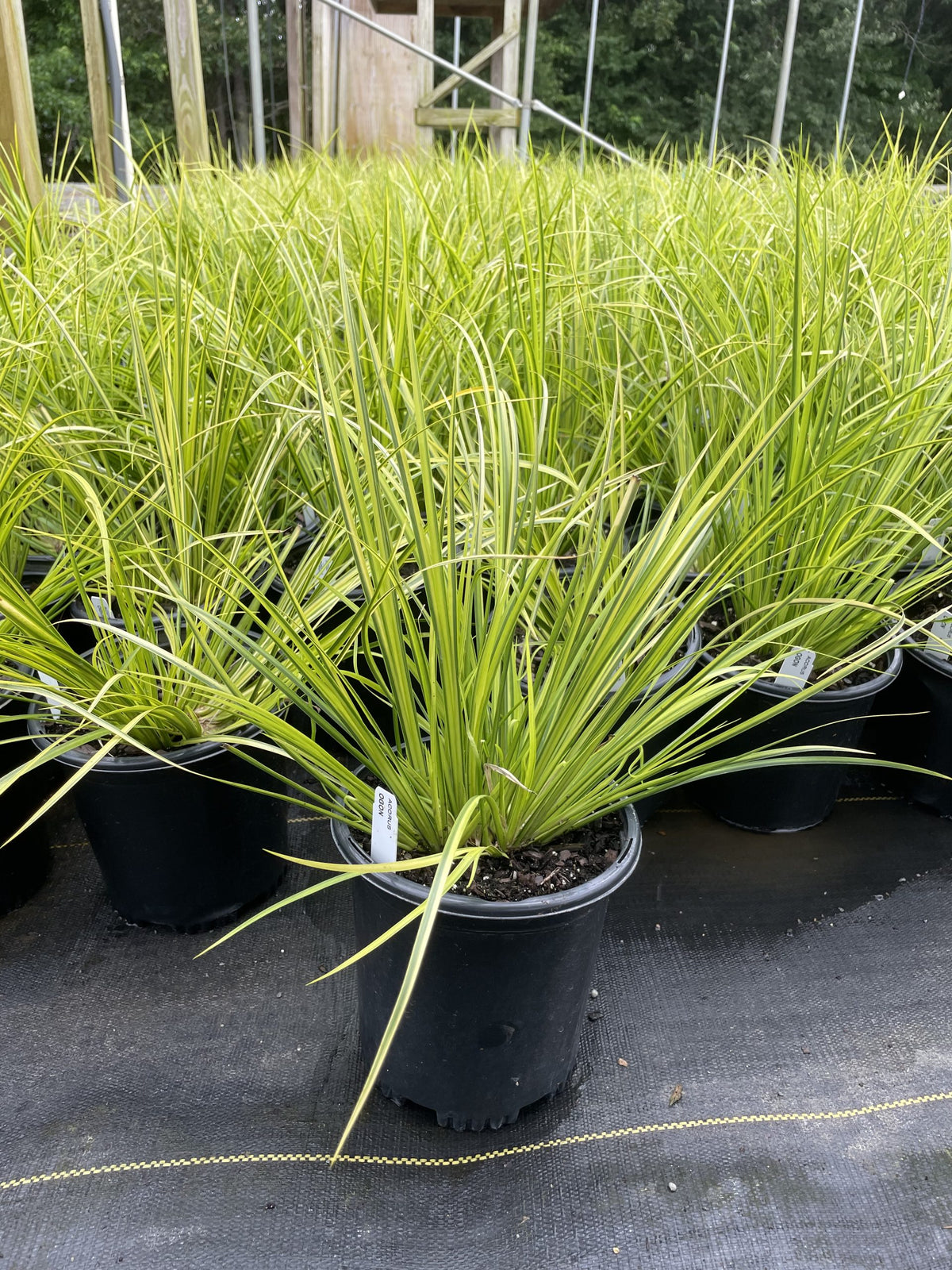Sweet Flag Reed Sweet Flag Golden 1g (Acorus gramineus 'Ogon') – Richardson Roots