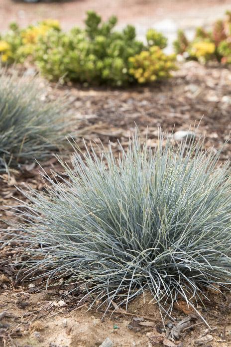 Elijah Blue Fescue (Festuca glauca 'Elijah Blue') 1g