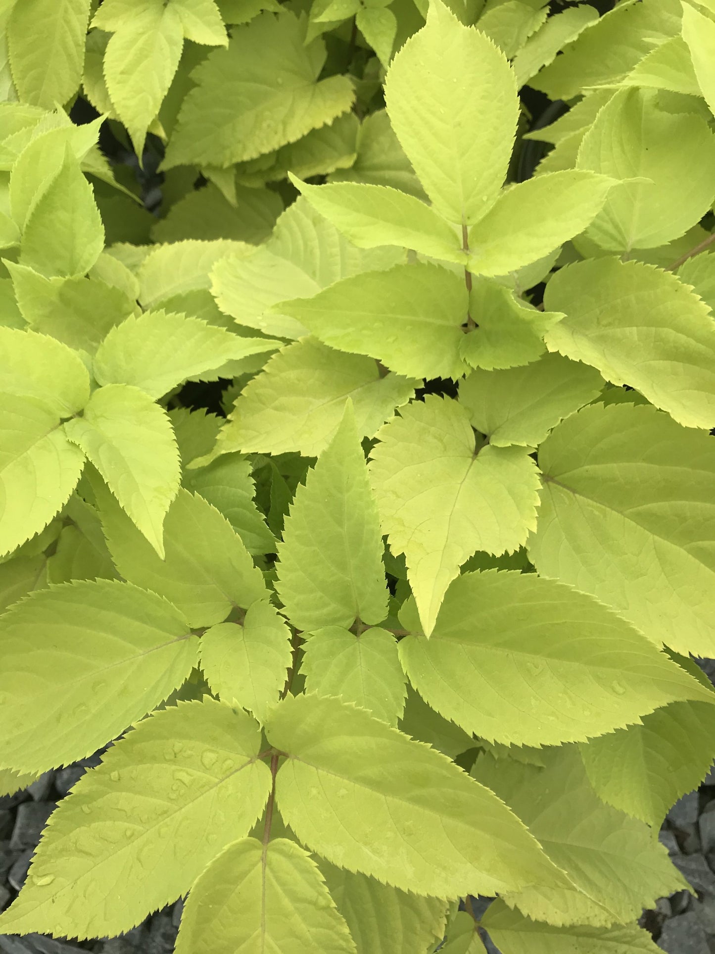 Aralia Sun King Golden Japanese Spikenard 2G (Aralia cordata 'Sun King')