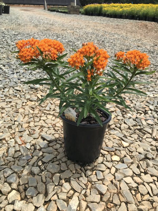 Butterfly Milkweed 1g (Asclepias tuberosa)