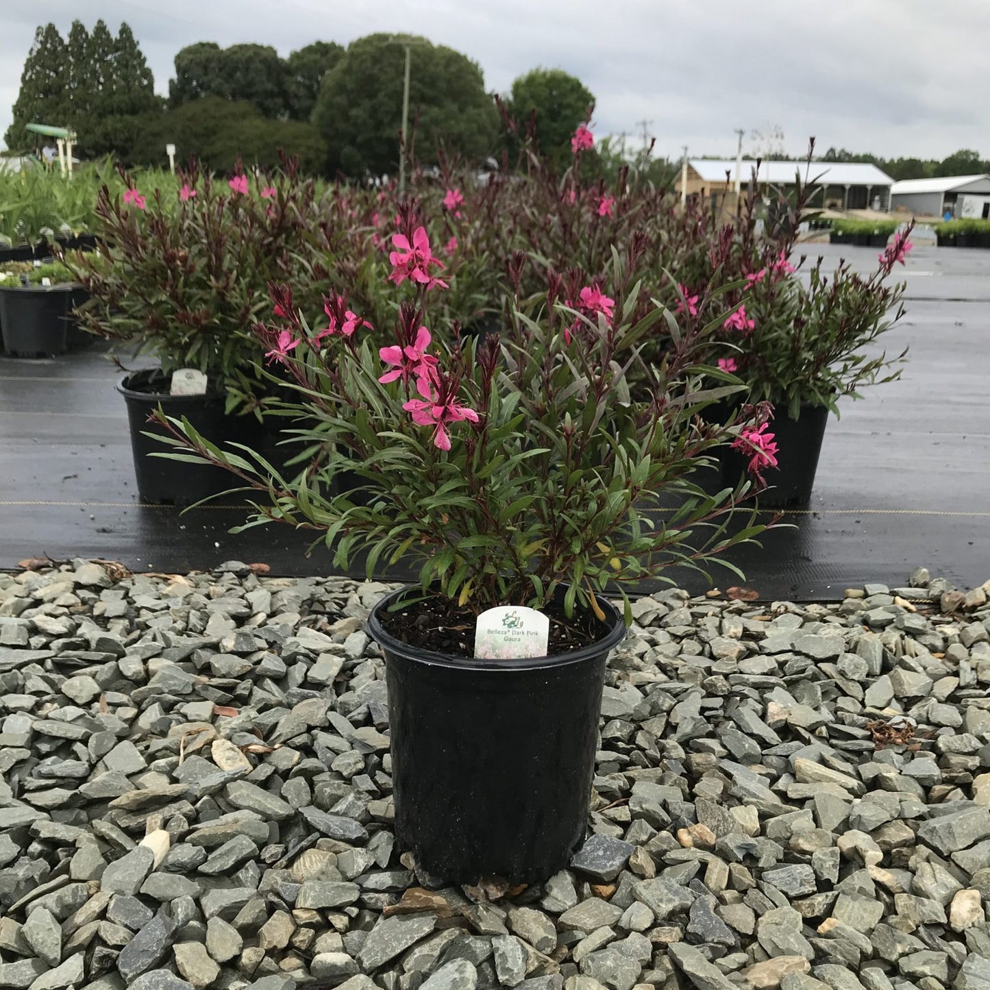 Gaura Belleza 1g  (Gaura lindheimeri 'Belleza Dark Pink' )