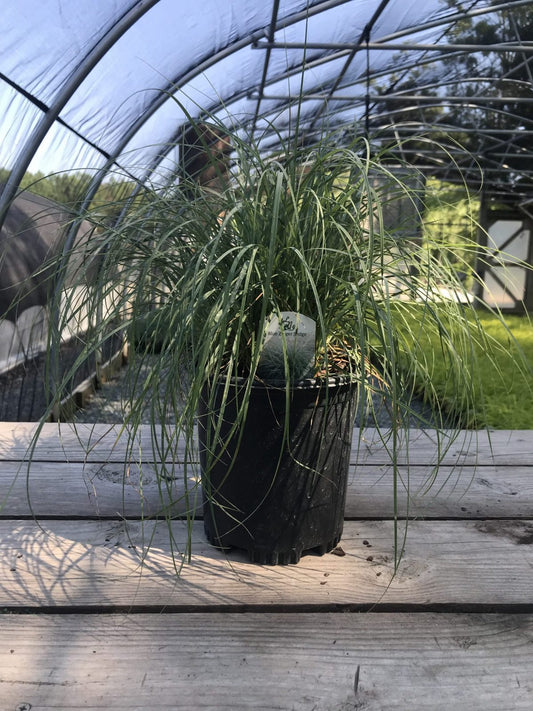 Sedge Blue Zinger 1g (Carex flacca 'Blue Zinger')