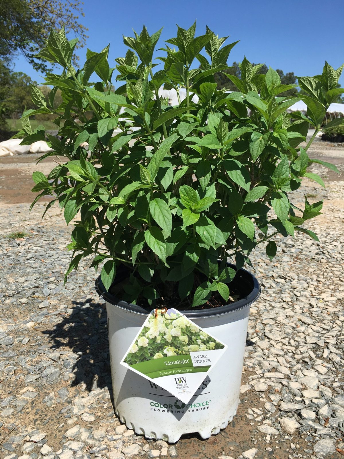 Limelight Hardy Hydrangea 3g