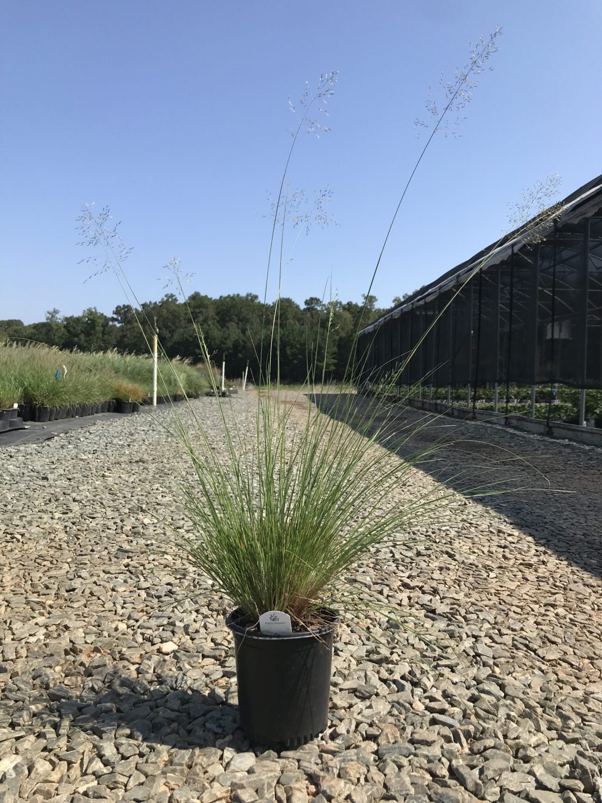 Prairie Dropseed 1g (Sporobolus Heterolepis)