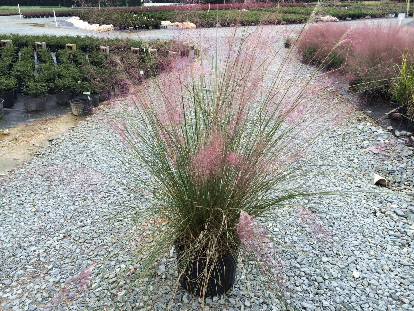 Muhly Pink (Muhlenbergia capillaris)