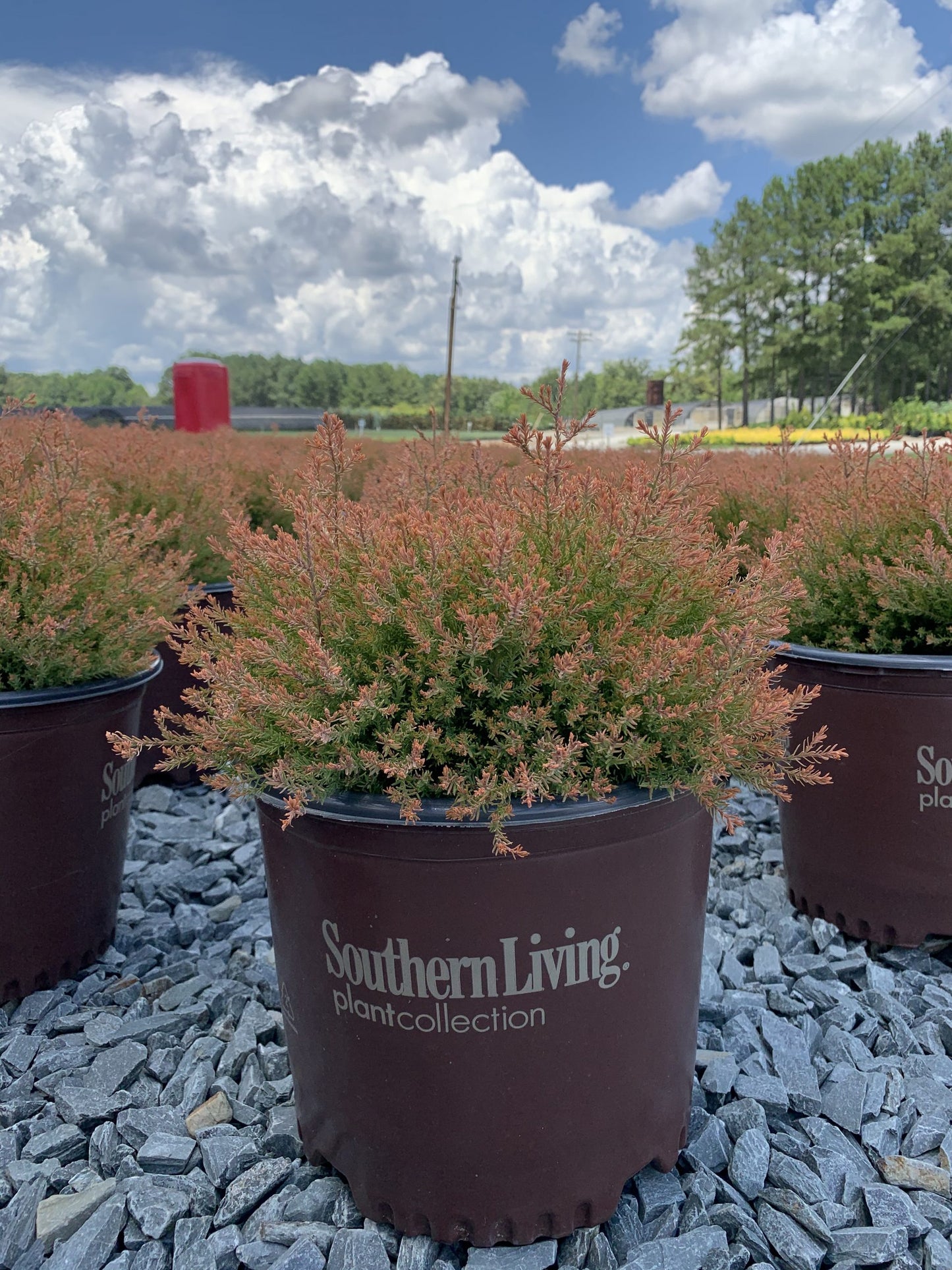 Arborvitae Fire Chief 3g (Thuja occ. 'Congabe' PP19009)