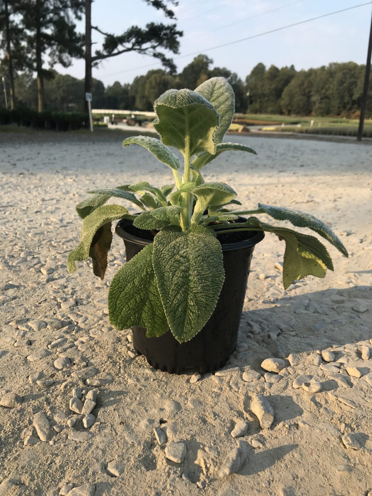 Giant Lamb’s Ear 1g  (Stachys byzantina 'Helene Von Stein')