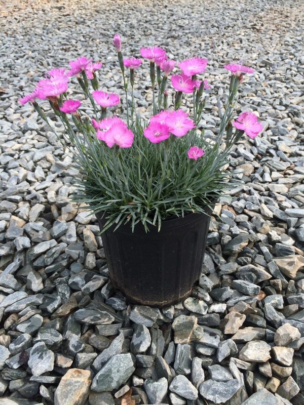 Dianthus Firewitch 1g (Dianthus grat. 'Firewitch')