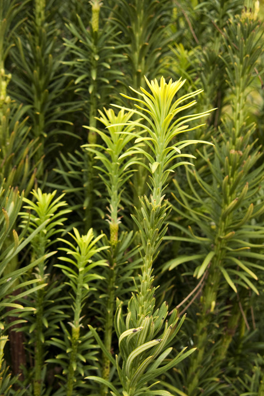 Yew Upright Japanese Plum (Cephalotaxus harringtonia 'Fastigiata')