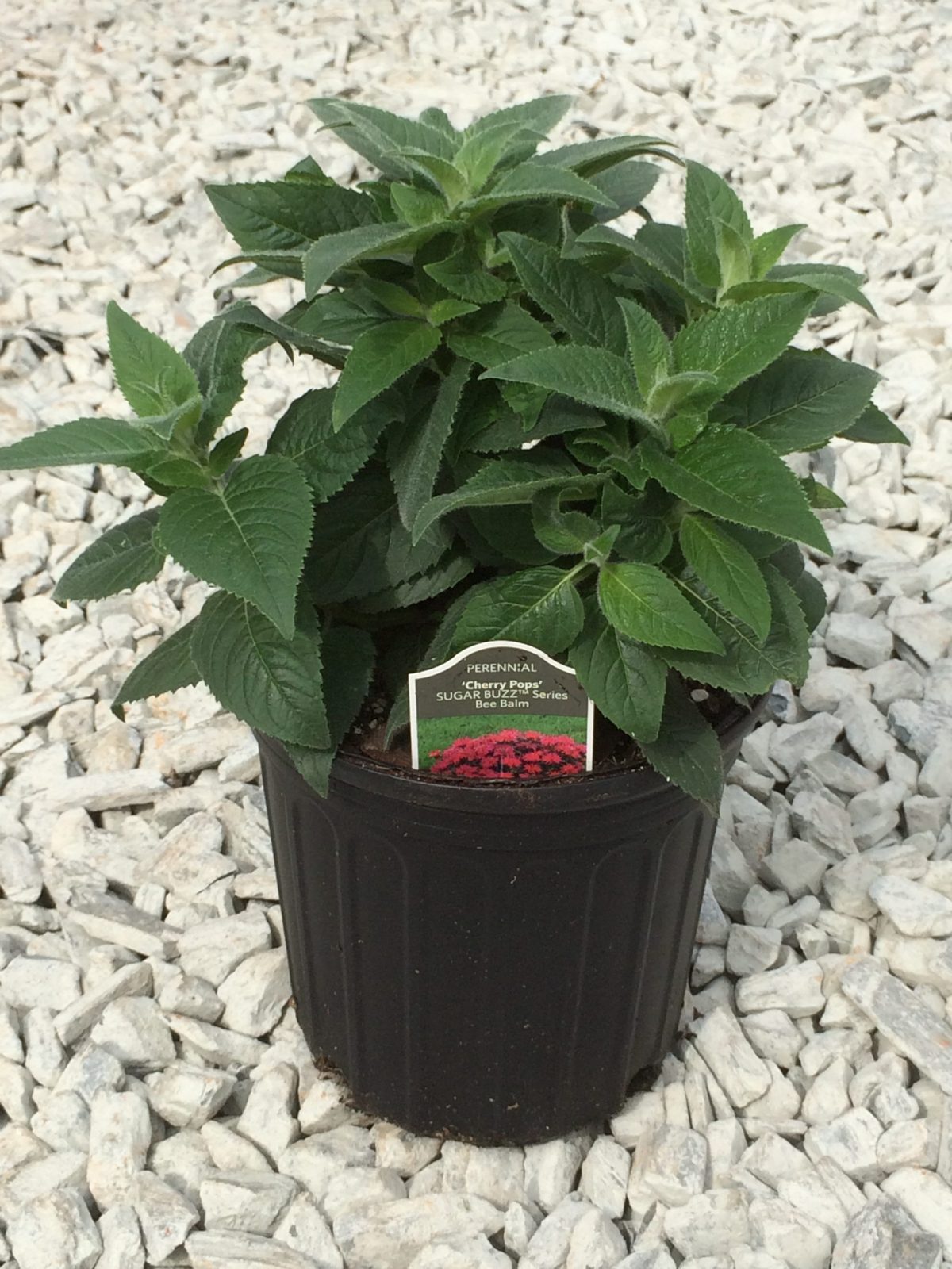 Bee Balm Cherry Pops 1g (Monarda 'Sugar Buzz Cherry Pops')