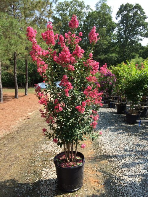 Lagerstroemia indica x fauriei 'Tuscarora' Tuscarora Crape Myrtle