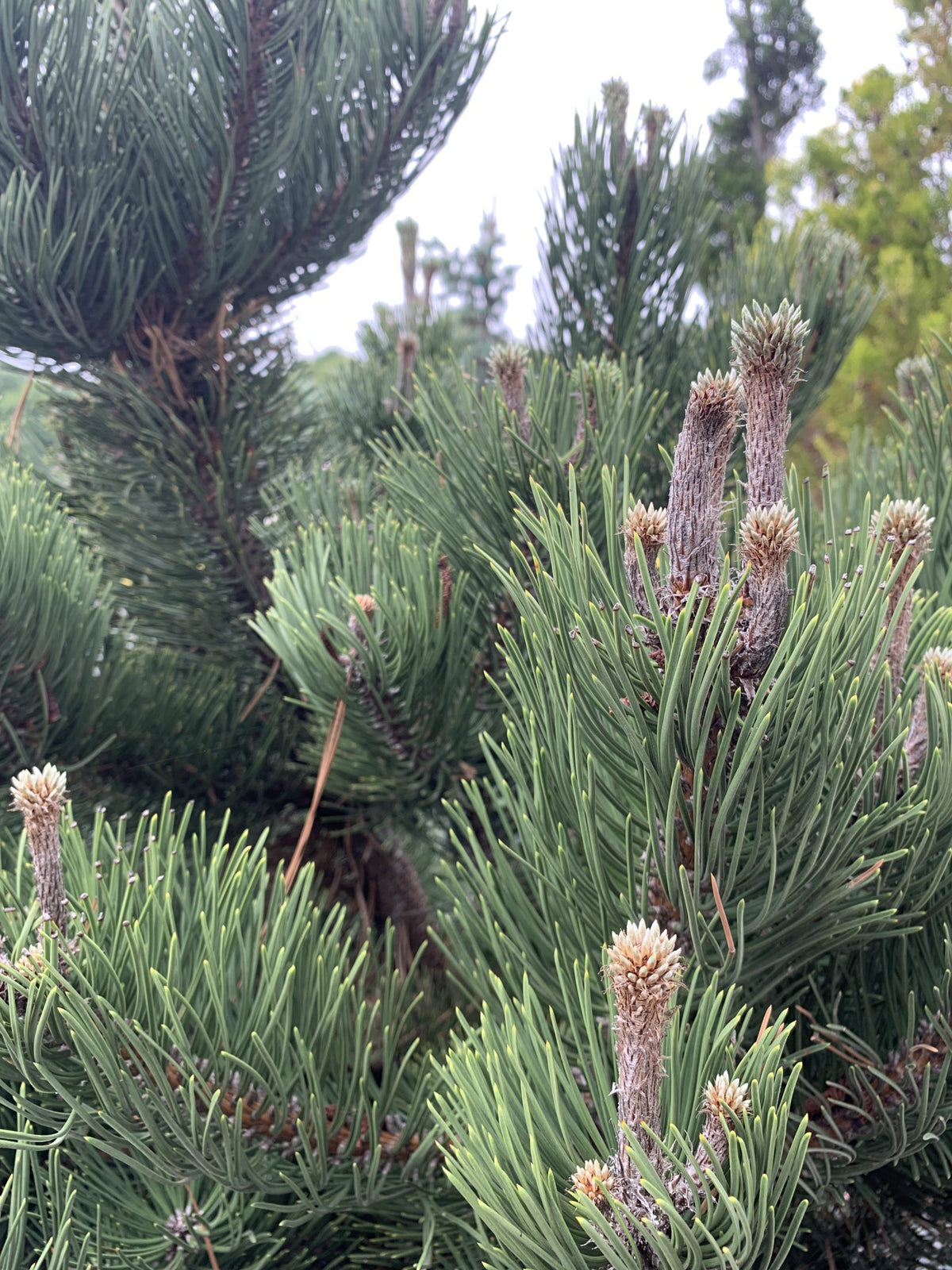 Springfield Oregon Green Pine Oregon Green Austrian (Pinus nigra 'Oregon Green') – Richardson Roots