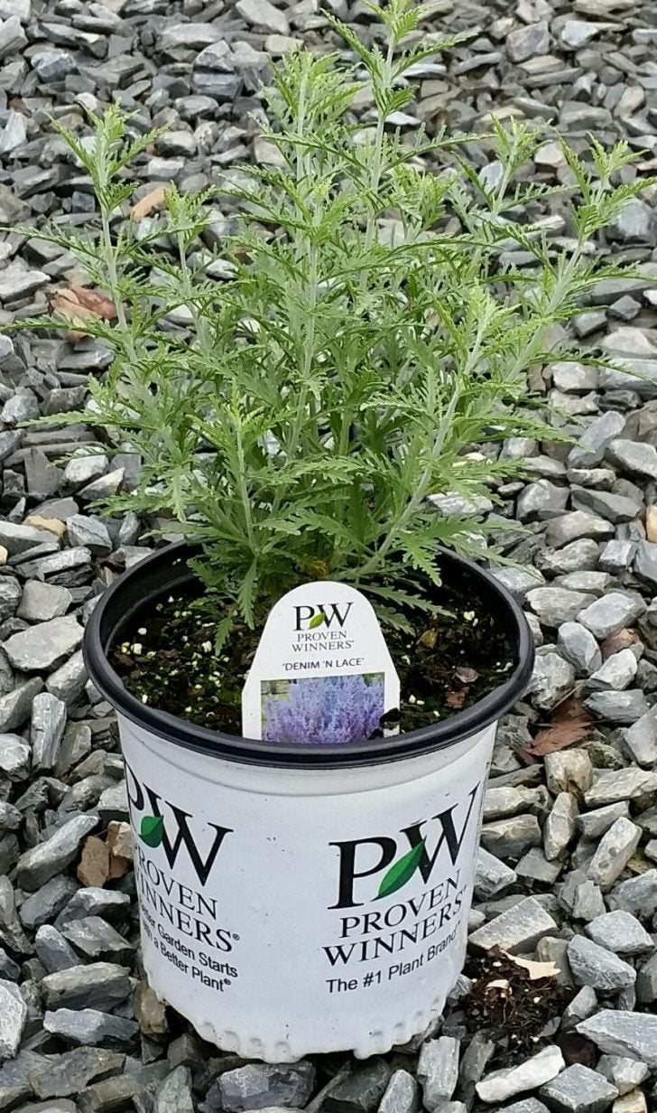 Sage Denim n Lace 1g (Perovskia atriplicifolia 'Denim n Lace' PPAF)