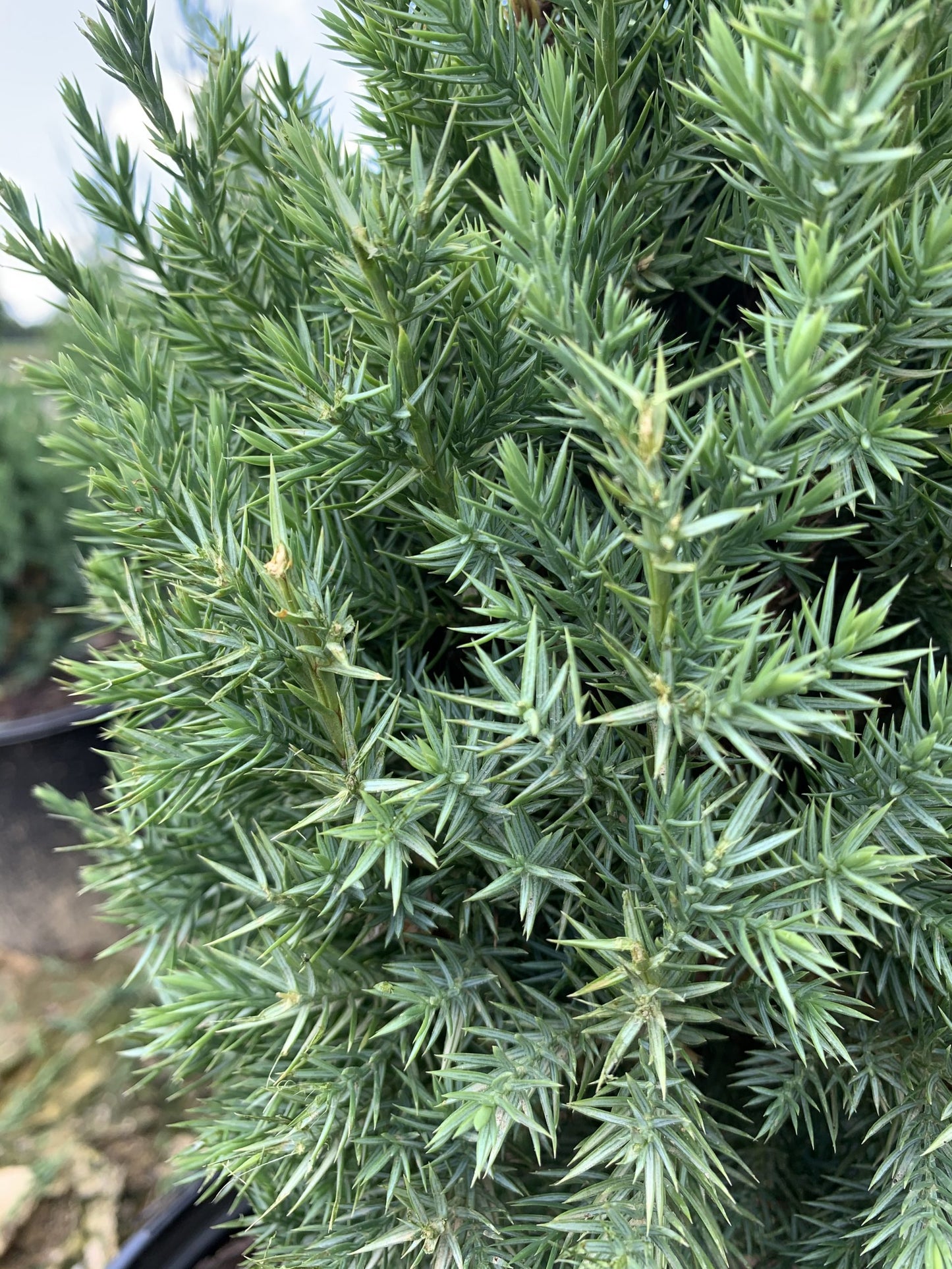 Juniperus chinensis 'Blue Point' Blue Point Juniper