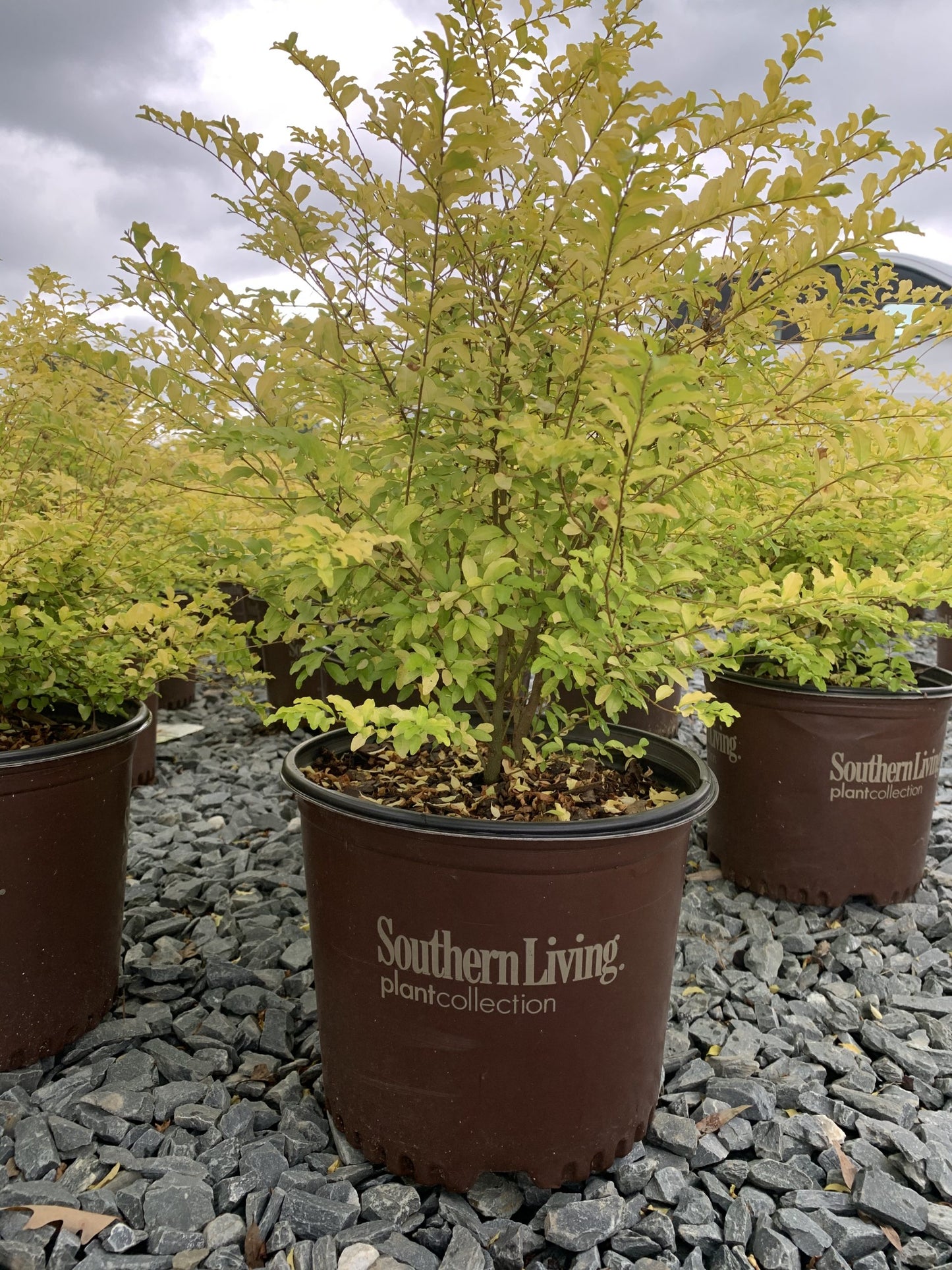 Privet Sunshine (Ligustrum sinense 'Sunshine' PP20379)
