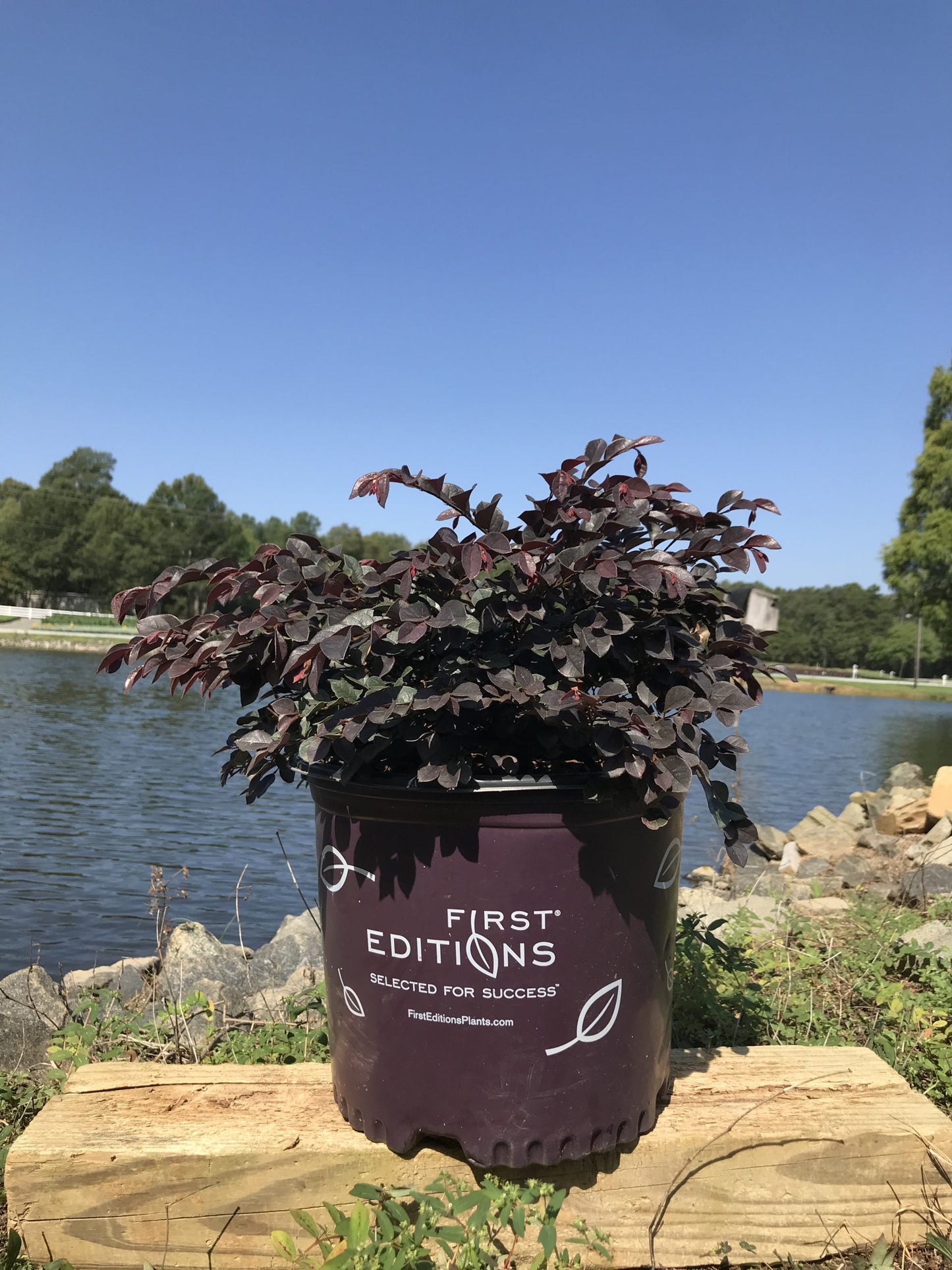Loropetalum – Crimson Fire 3g (Loropetalum chinense 'Crimson Fire' var. rubrum)