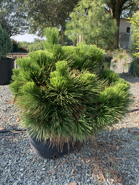 Pine Dwarf Mugo 2g (Pinus mugo 'Pumillo')