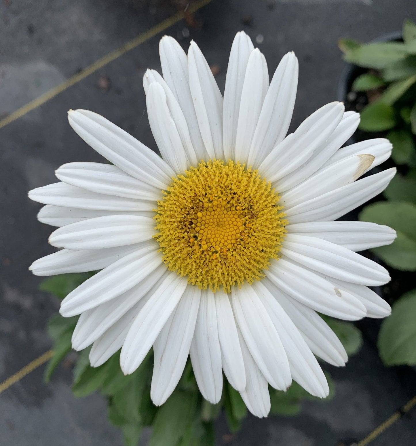 Shasta Daisy Becky 1g
