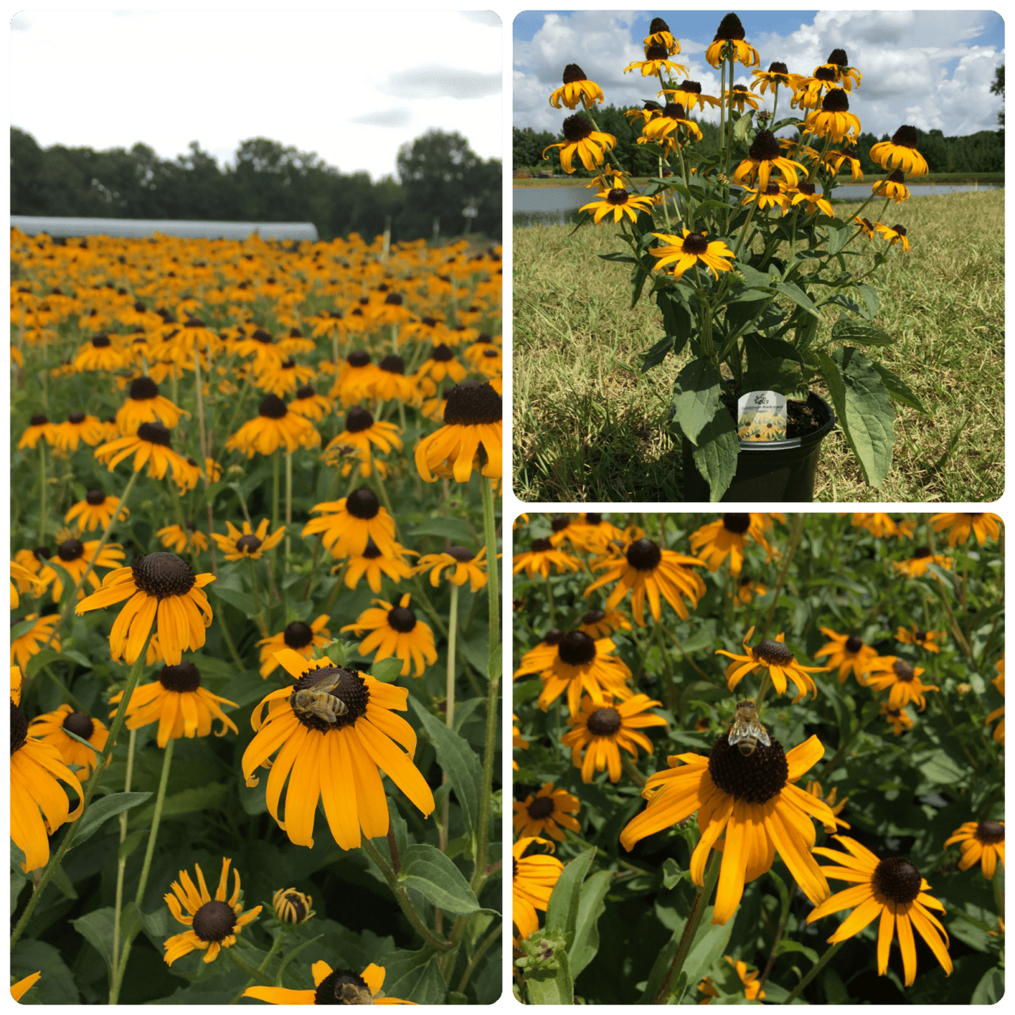 Black Eyed Susan 1g (Rudbeckia fulgida 'Goldsturm')