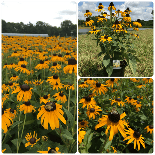 Black Eyed Susan 1g (Rudbeckia fulgida 'Goldsturm')