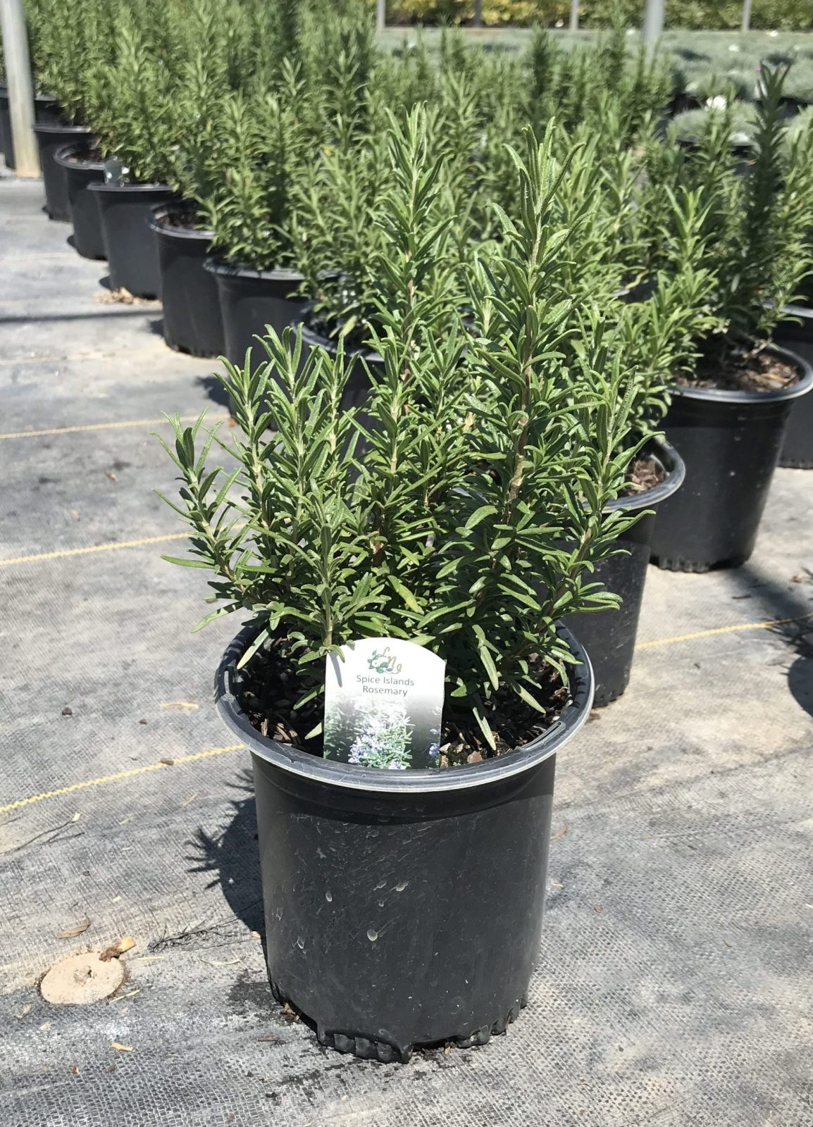 Rosemary Spice Island 1G (Rosemarinus officinalis 'Spice Island')