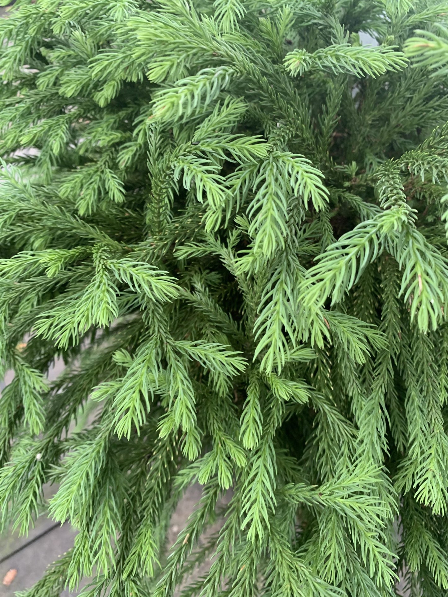 Japanese Cedar Globosa Nana (Cryptomeria japonica 'Globosa Nana')