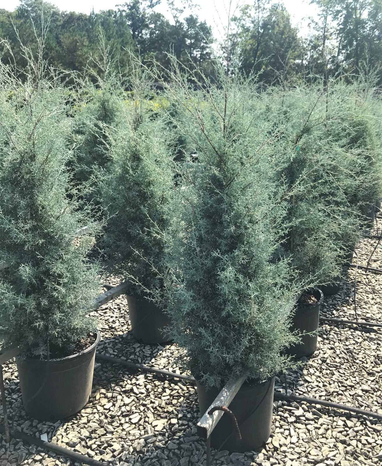 Carolina Sapphire Arizona Cypress