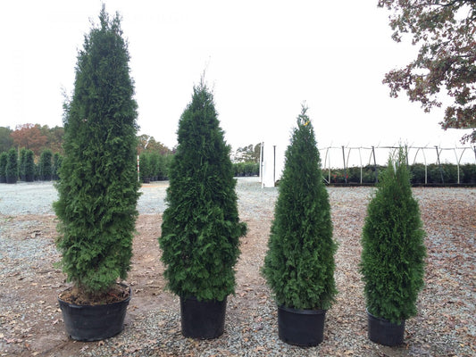 Emerald Green Arborvitae