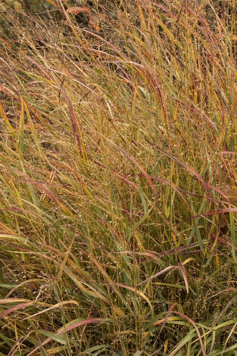 Switchgrass Shenandoah (Panicum virgatum 'Shenandoah')